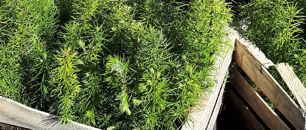Découvrez les premières images de la forêt MBS