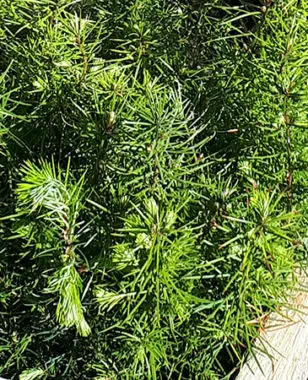 Découvrez les premières images de la forêt MBS